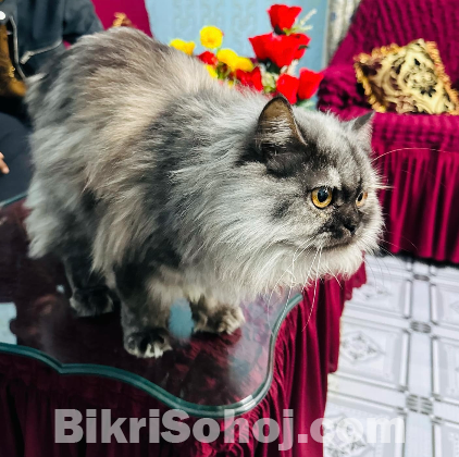 Sibrian Breed er Female Cat for sell